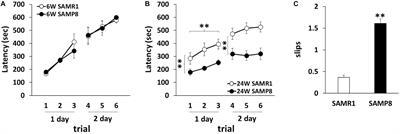 Motor Dyscoordination and Alteration of Functional Correlation Between DGKγ and PKCγ in Senescence-Accelerated Mouse Prone 8 (SAMP8)